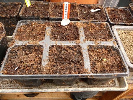 Was keimt bei euch? III