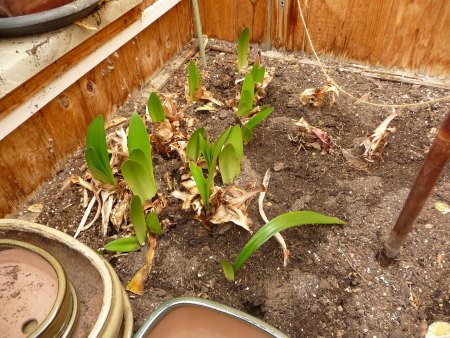 Was keimt bei euch? III