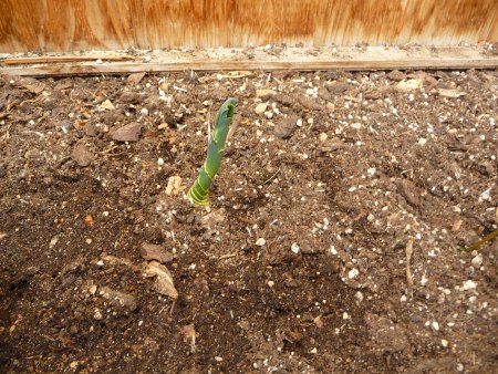 Was keimt bei euch? III