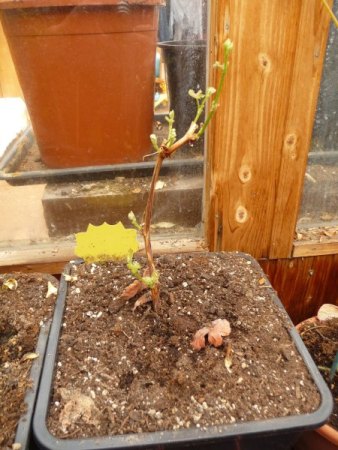 Was keimt bei euch? III