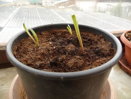 Was keimt bei euch? III