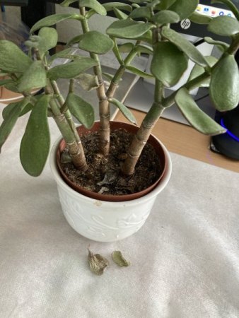 Geldbäumchen  silbrige vertrocknete Blätter