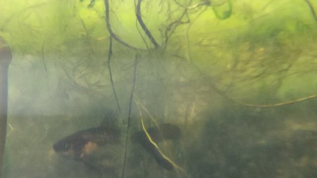 Gartengestaltung schwieriger Boden