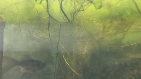 Gartengestaltung schwieriger Boden