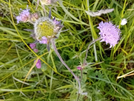 Witwenblume mit doldenförmigem Blütenstand