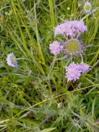 Witwenblume mit doldenförmigem Blütenstand