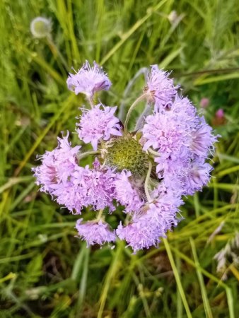 Witwenblume mit doldenförmigem Blütenstand