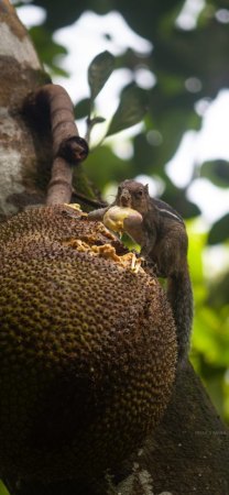Jackfrucht Früchte bis 50 kg größte Frucht der Welt!