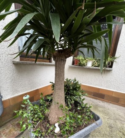 Welche Palme / Palmenart ist das?