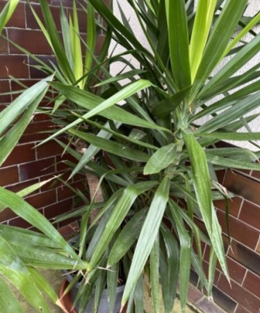 Welche Palme / Palmenart ist das?