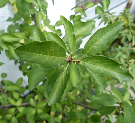 Baum auf Balkon