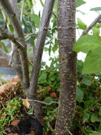Baum auf Balkon
