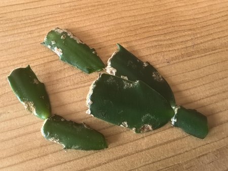 Helle Flecken auf Schlumbergera/Weihnachtskaktus und Vertrocknung