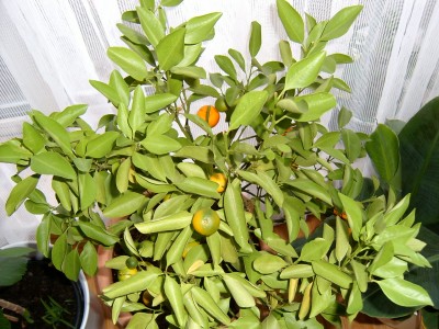 Calamondin 09.11.07.JPG
