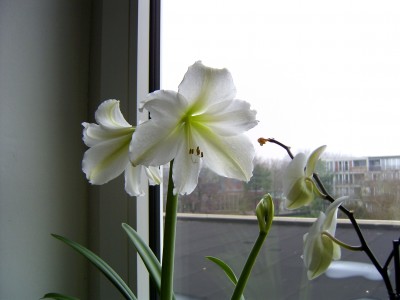 Aamaryllis 31.12.07.JPG