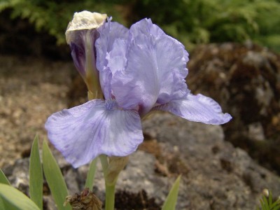 iris_barbata_azap.jpg