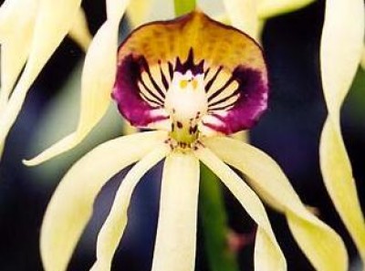 orchideen_26.jpg