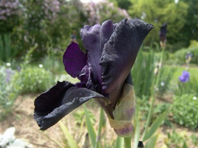 iris_barbata_blackmadonna.jpg