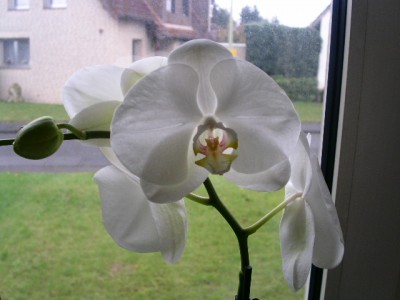 PICT0243.JPG