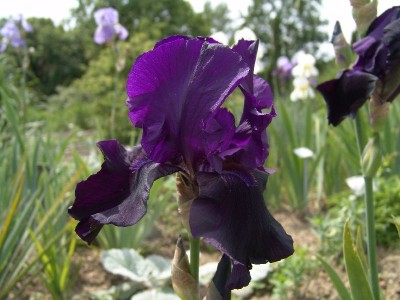 iris_barbata_blacktuffet.jpg