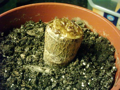 Crassula ovata Rest.JPG