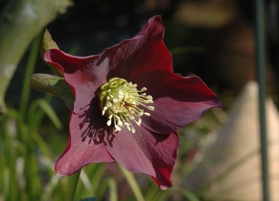 Helleborus 8.jpg