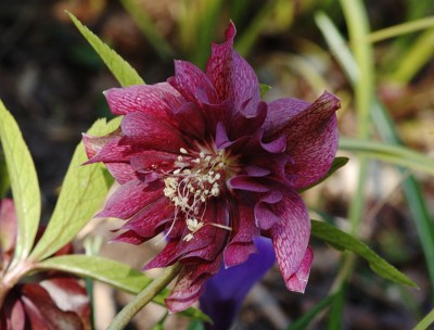 Helleborus 5.jpg