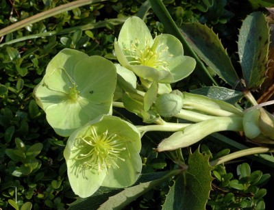 Helleborus 2.jpg