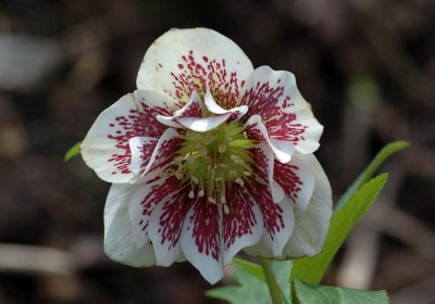 farbig und doppelt.jpg