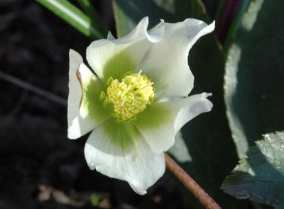 Helleborus 10.jpg