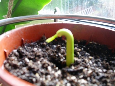 PICT0015.JPG