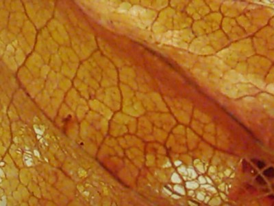 DSCI0004 - Kopie.JPG