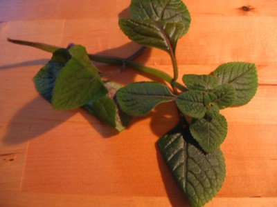 Bild 225.jpg