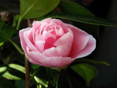 erste Kamelienblüte 2008 w.jpg