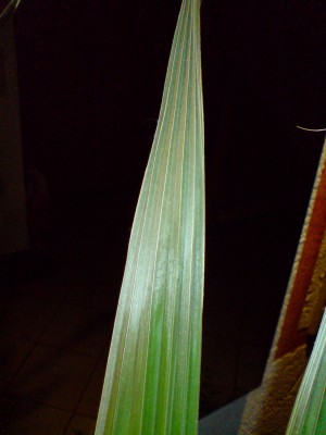 DSC00174.JPG