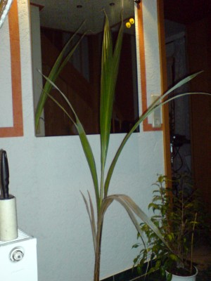 DSC00172.JPG