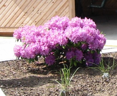 rhododendron.JPG