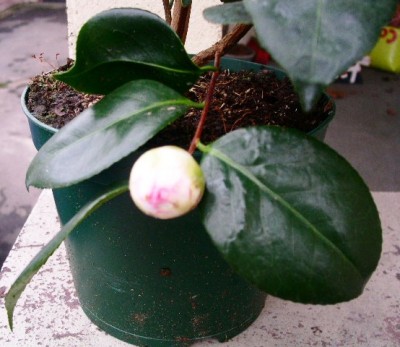 PICT0441.JPG