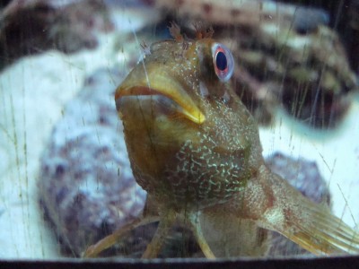 03.01.2008 fischli.jpg