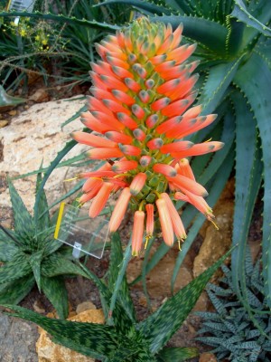 03.01.2008 aloe.jpg