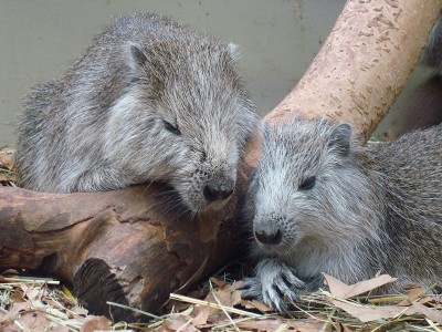 03.01.2008 schnuckels.jpg