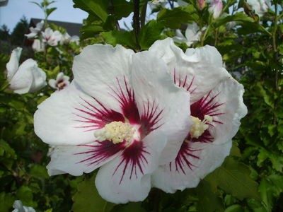 Hibiscus weiß.jpg