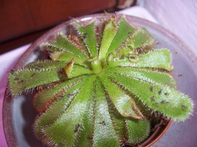 100_6527.JPG