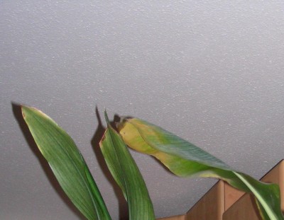 DSCN2390.JPG