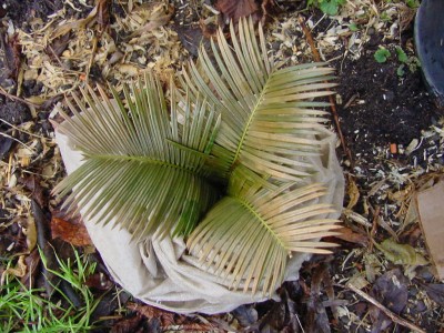 Cycas 0108.jpg