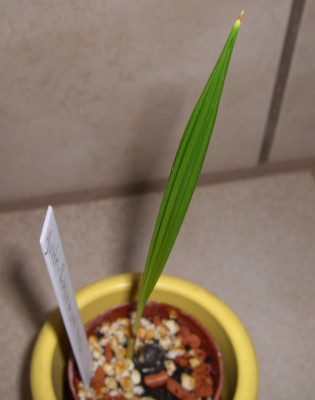 Australische Schirmpalme - Livistonia australis7.JPG