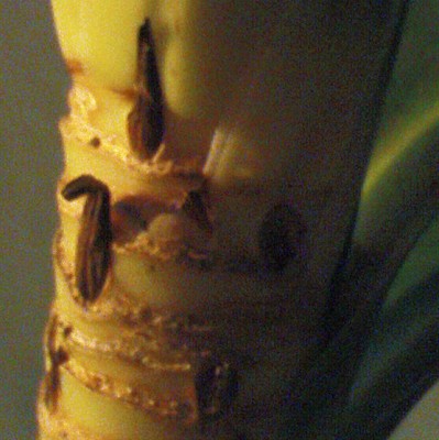 dracaena detail.jpg