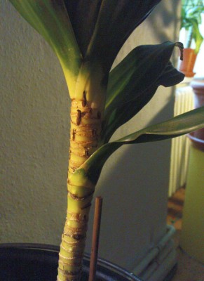 dracaena compacta problem.jpg