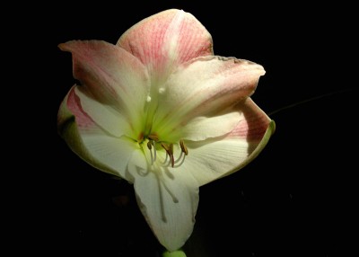 Amaryllis w-r..jpg