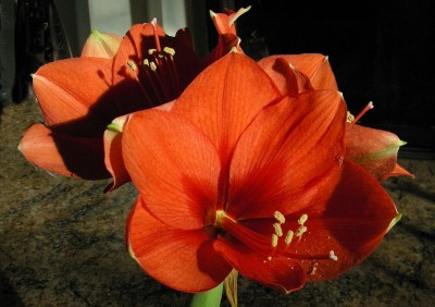 1. Amaryllis.jpg